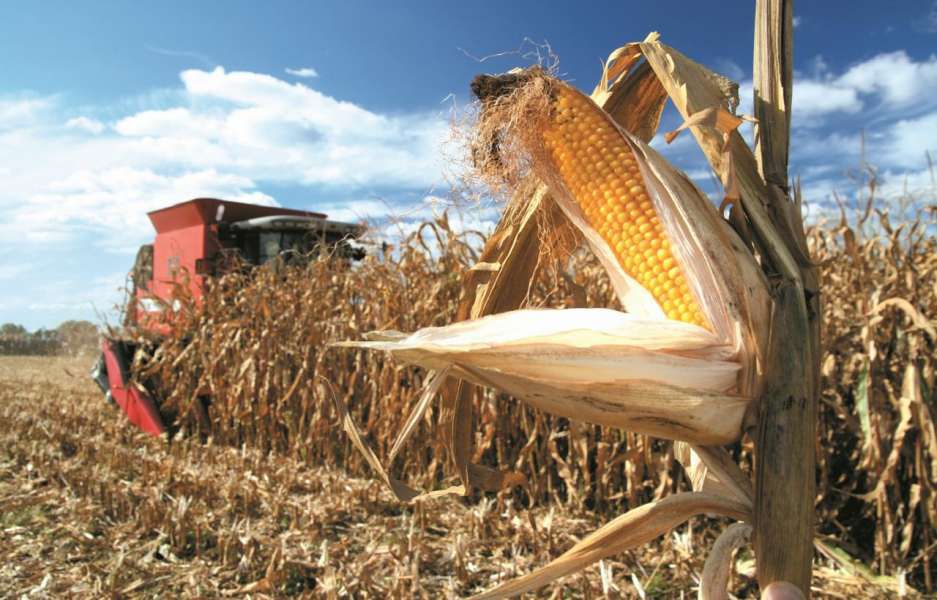 Українські аграрії обмолотили 70% кукурудзи